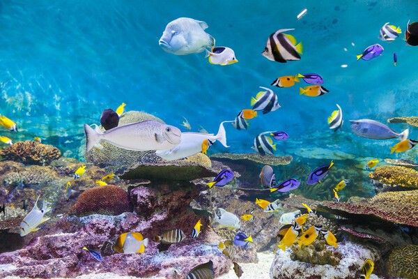 사진=코엑스 아쿠아리움