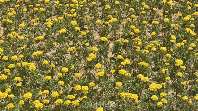 &nbsp; 학동리 공동체 정원 / 사진-담양군