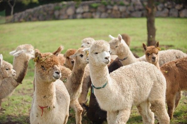 사진=도치돌알파카목장