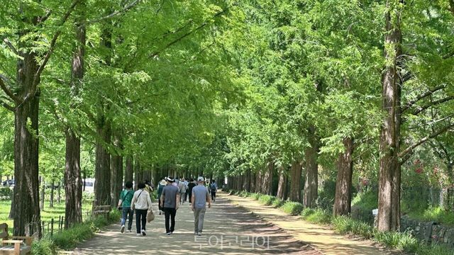 학동리 공동체 정원 옆 메타세쿼이아길&nbsp; / 사진-담양군