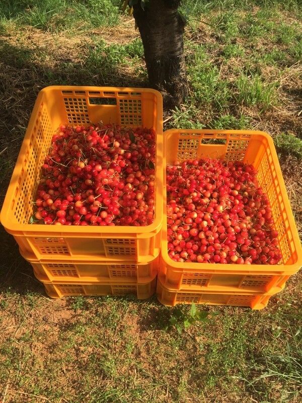 사진=가람체리농원