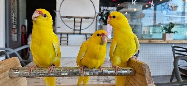 사진=리프패럿 오산점