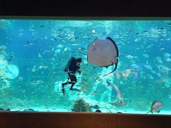 사진=대전 엑스포 아쿠아리움