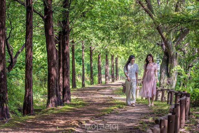 짙어진 녹색의 정양늪 둘레길의 나무 그늘 아래를 걷고 있는 여인들의 모습/사진제공-김도형 작가