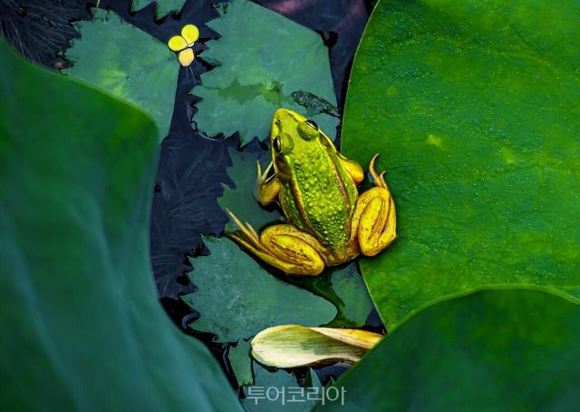 금개구리가 연잎 사이에 숨어 잠자리를 잡아먹은 날개의 흔적을 남긴 채 또 잠자리를 기다리고 있다 /사진 제공-김도형 작가