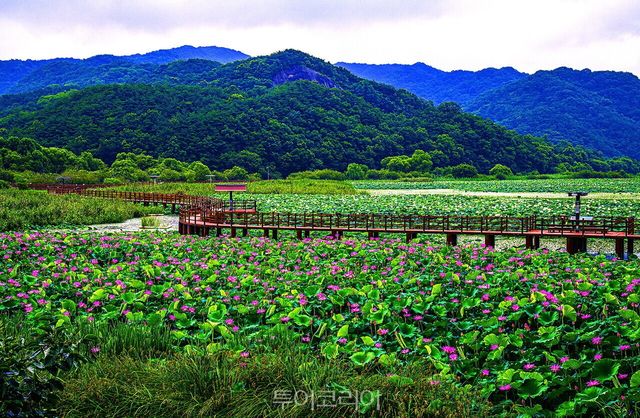 홍련과 백련으로 덮인 정양늪생태공원의 여름 풍경/사진제공-김도형 작가