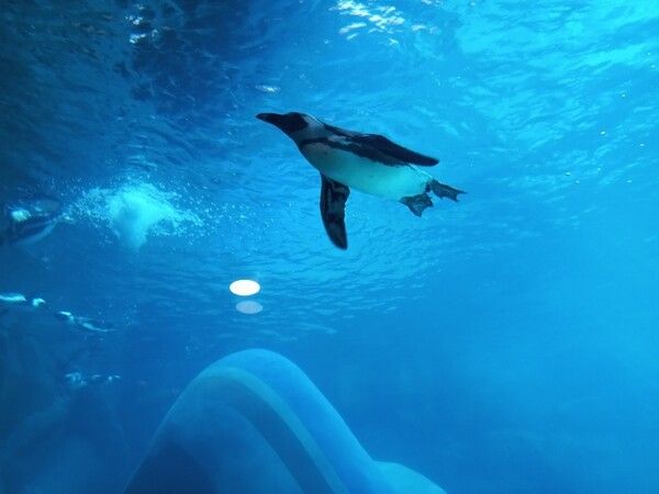 사진=아라마루 아쿠아리움