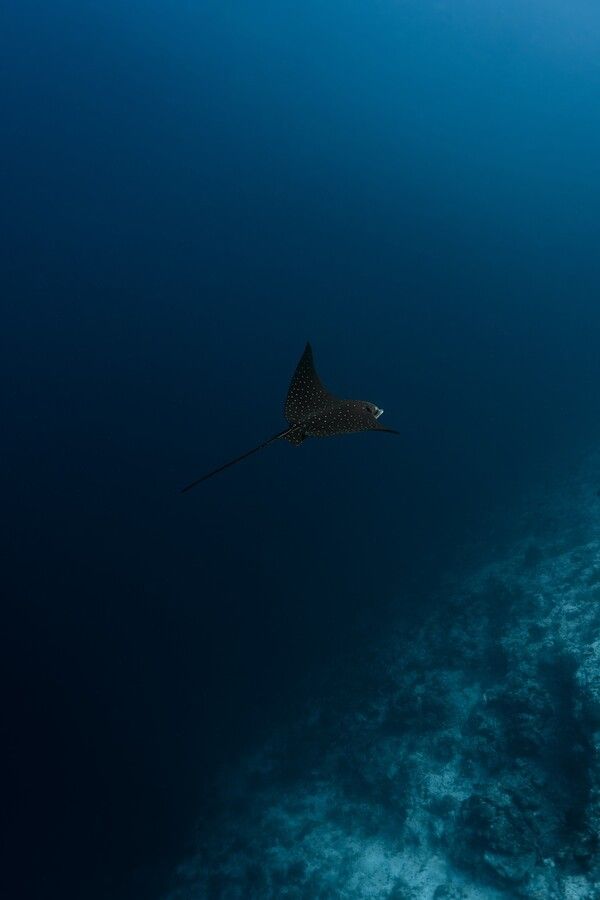 뛰어난 수중환경으로 만드는 고품격 해양놀이터