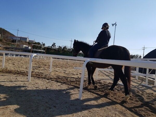 사진=시흥승마힐링체험장