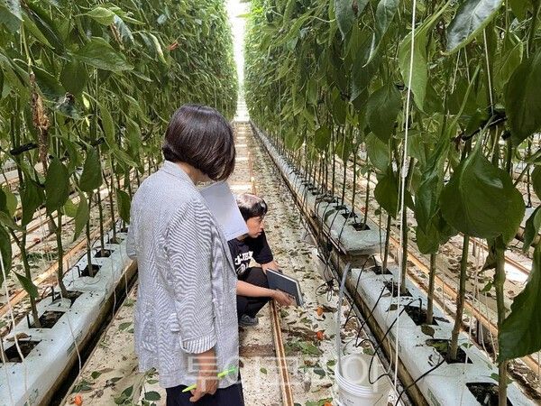 도곡면 파프리카 재배 농가 데이터 수집장비 모니터링 모습. /사진-화순군