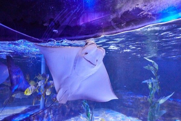 사진=씨라이프부산아쿠아리움