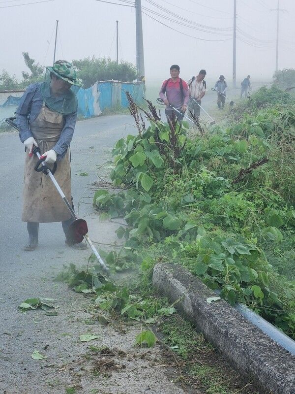 도시정비를 위해 풀베기를 하고 있다./사진-청도군