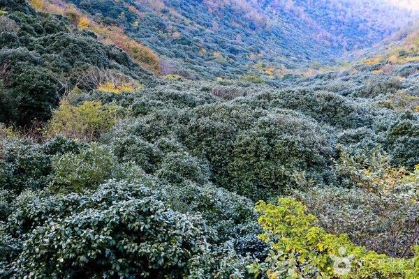 천관산&nbsp;(ⓒ한국관광공사 포토코리아-김지호)