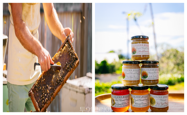 벌꿀 투어 빅 아일랜드 비즈 /사진-하와이관광청