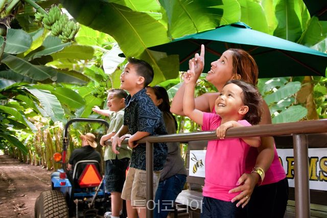 팜투테이블 아사이 체험 카후쿠 농장/사진-하와이관광청