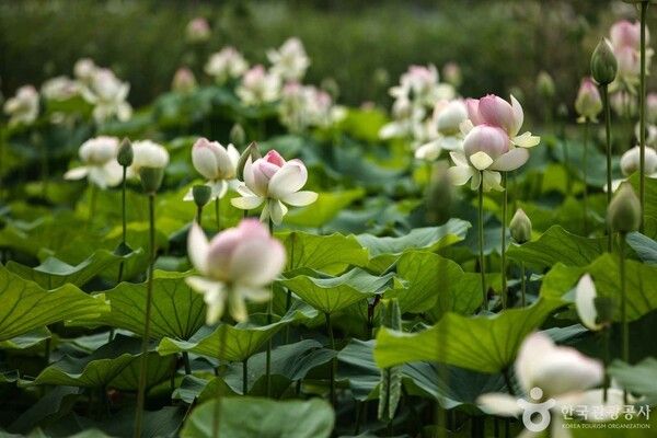 세미원 (ⓒ한국관광공사 포토코리아)