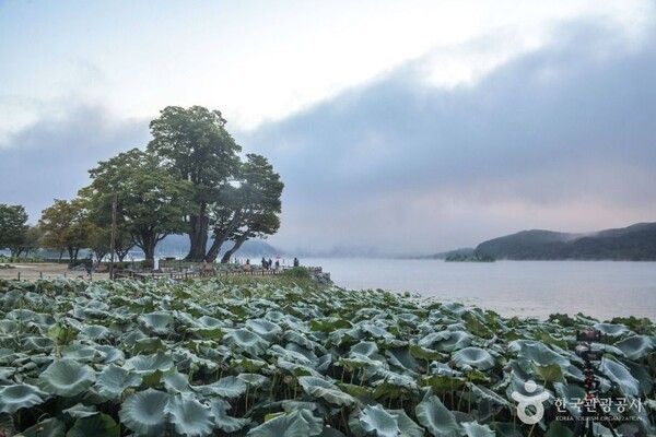 두물머리&nbsp;(ⓒ한국관광공사 대한민국 구석구석)
