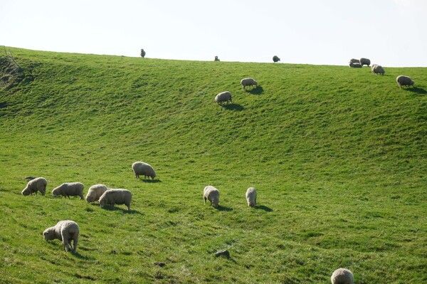 사진=대관령양떼목장