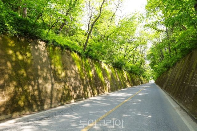 단양군 이끼터널