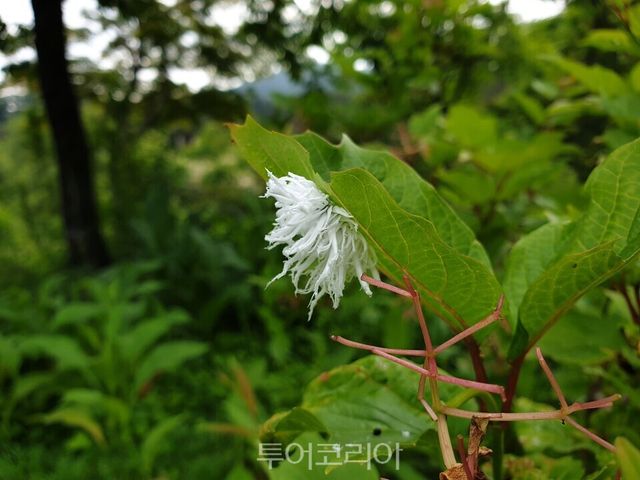 현무잎벌 애벌레/사진=국립수목원