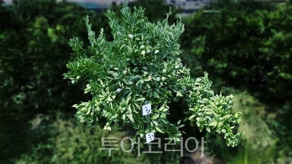 농업기술원 3D모델 감귤나무. /사진-제주도