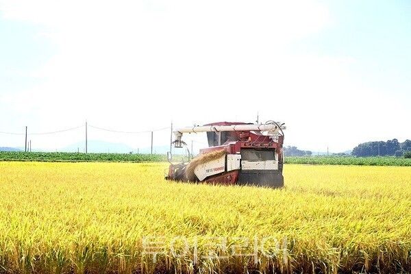 남북 교배품종 평원벼 평화미소/투어코리아뉴스 김경남 기자