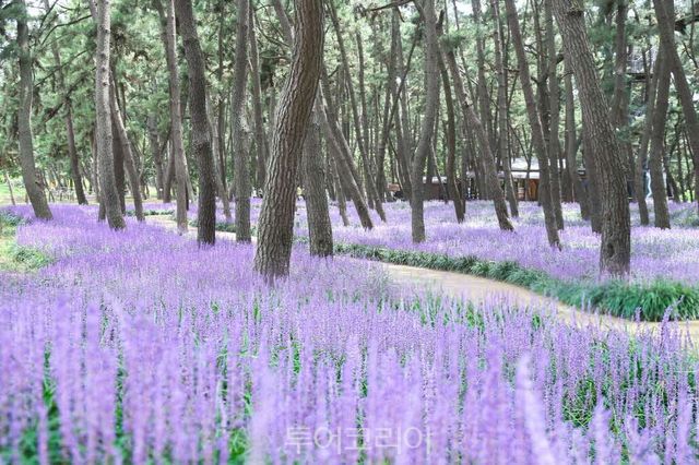 서천 장항 맥문동 꽃 축제 오/사진-서천군