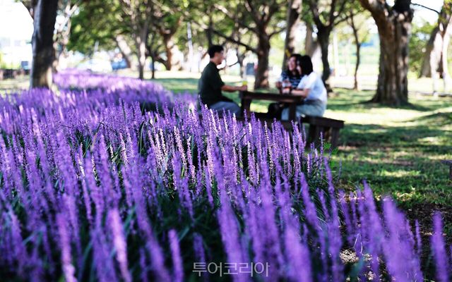 함평 대동면 향교 숲 전경/사진-함평군