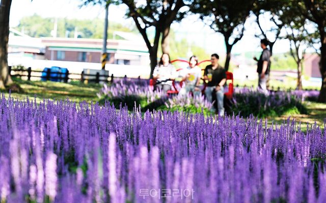 함평 대동면 향교 숲 전경/사진-함평군