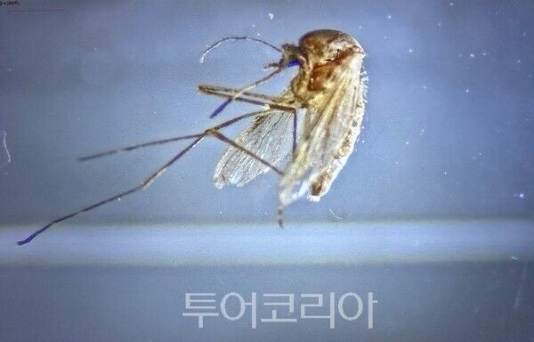 대전에서 첫 확인된 일본뇌염 매개모기 ／사진＝대전시 보건환경연구원