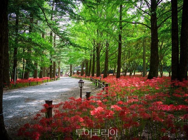 금산 보석사 꽃무릇&nbsp;/사진=충남도