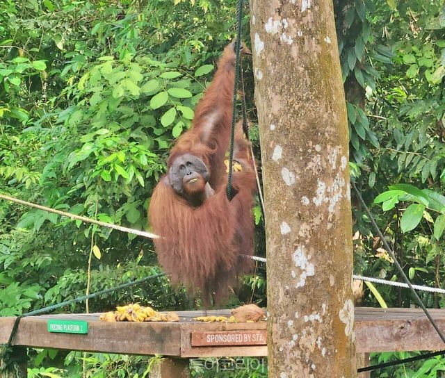 세멩고 오랑우탄