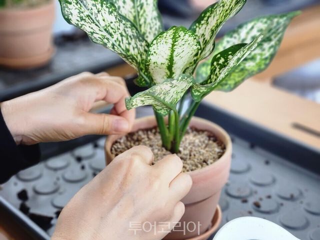 손바닥정원만들기/사진=서울시