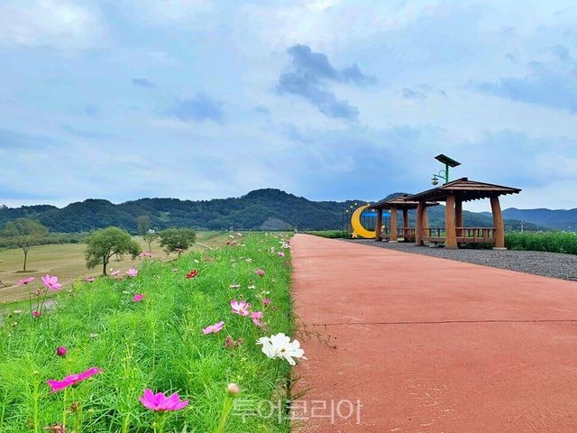 핑크뮬리, 코스모스 반기는 가을 '함안 악양생태공원 악양둑방'/사진-함안군
