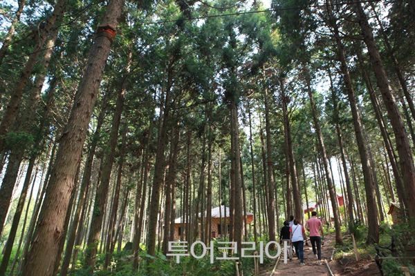 장흥군 정남진 편백숲 우드랜드