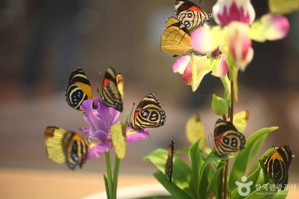 함평엑스포공원&nbsp;(ⓒ한국관광공사 포토코리아)