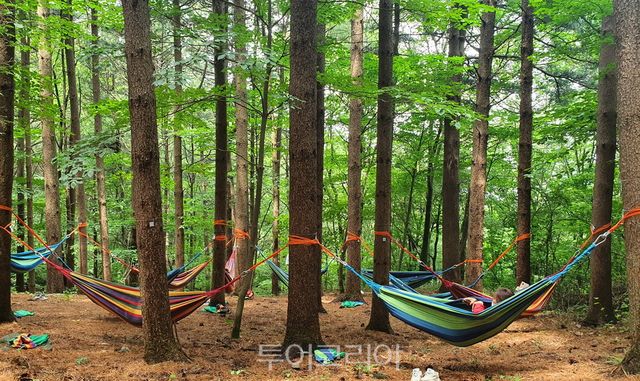 청태산자연휴양림에서 해먹산림욕을 체험하는 모습/사진-국립자연휴양림관리소