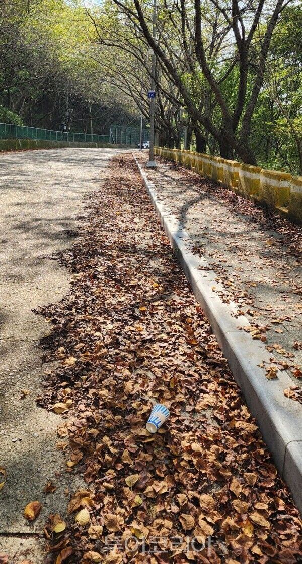 황령산로 334~626번길 구간은 부산 연제구청이 관리하는 구간이다. 도로와 인도에 낙엽과 쓰레기 등이 수북히 쌓여 있다.