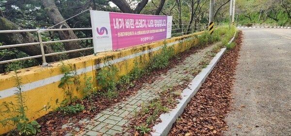 황령산로 277번길 일대는 남구청이 관리하는 행정구역이다. 인도와 도로에 풀과 쓰레기 낙엽 등이 무성해 있다.