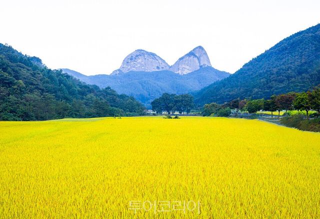 진안 마이산이 보이는 들녘/사진=승우여행사
