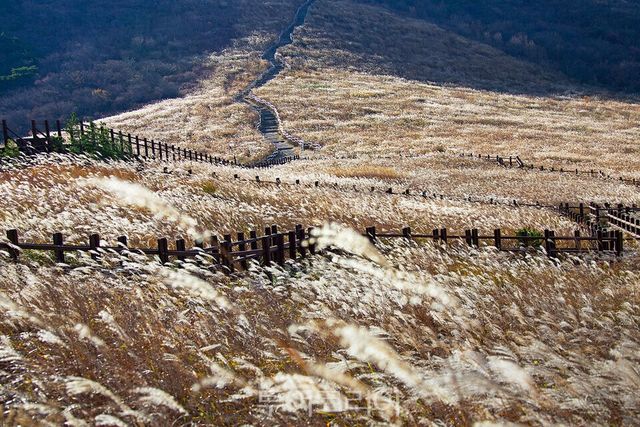 밀양 영남알프스 억새/사진=승우여행사