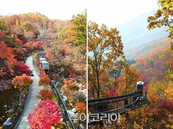 붉은 단풍으로 물든 화담숲 / 화담숲 제공