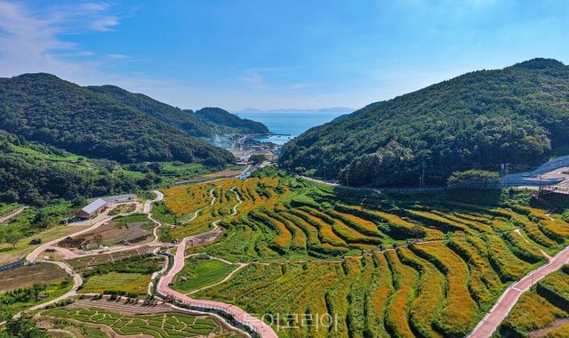 코스모스 만개한 남해 ‘파라다랑스’/사진-남해군