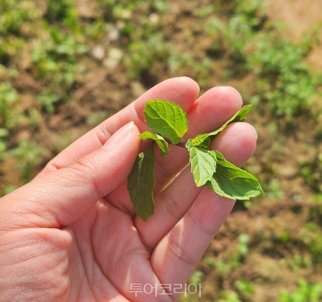 로빈슨 남호이안 유기농 정원 투어 /사진-투어코리아