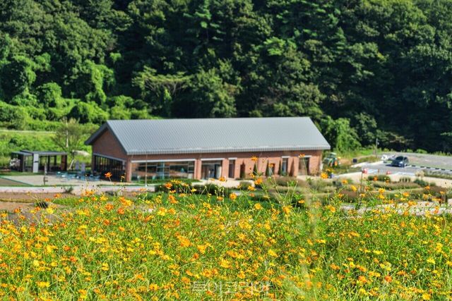 코스모스 만개한 남해 ‘파라다랑스’/사진-남해군