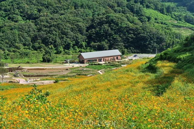코스모스 만개한 남해 ‘파라다랑스’/사진-남해군