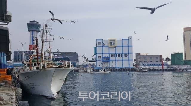 갈메기도 즐기는 묵호항수산물축제