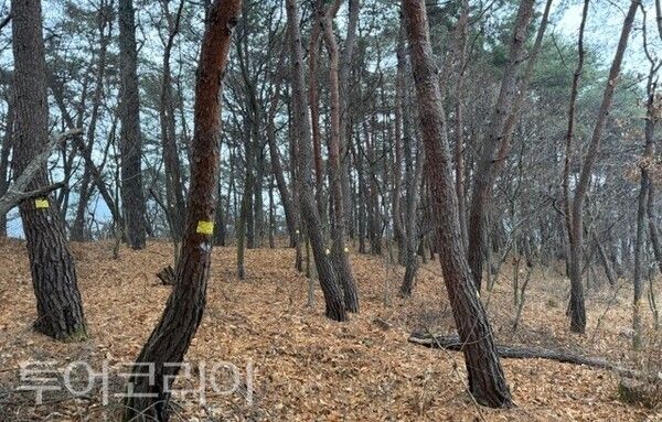 ▲수종전환, 예방나무주사, 고사목 제거 등 다양한 방제 방법을 적용해 소나무재선충병 확산 방지를 위한 작업이 진행되고 있는 현장 모습. /사진-청양군