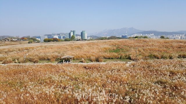 하늘공원 억새전경&nbsp;Ⓒ투어코리아