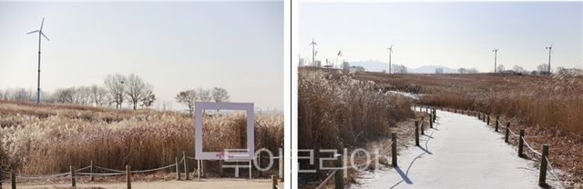 하늘공원 억새전경/사진=서울시